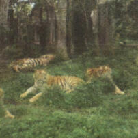 cerita harimau harimau